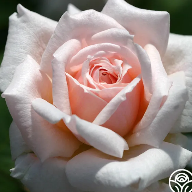 Quietness>Heirloom Roses Discount