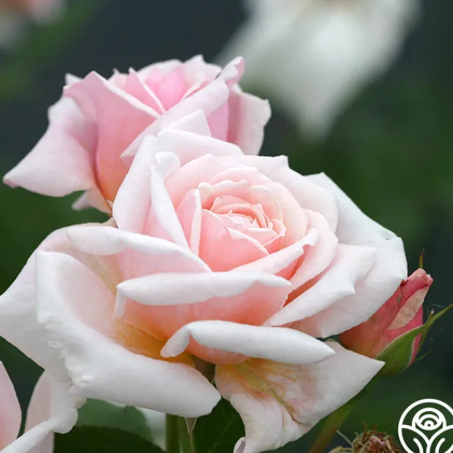 Quietness>Heirloom Roses Discount