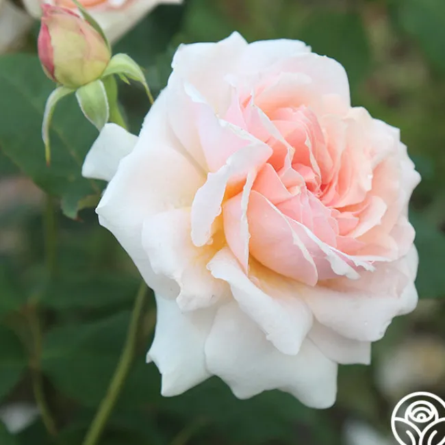 Quietness>Heirloom Roses Discount