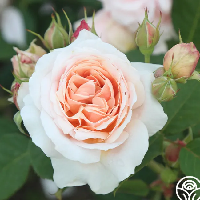 Quietness>Heirloom Roses Discount