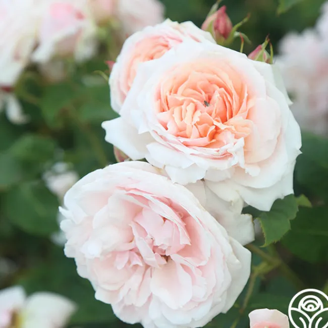 Quietness>Heirloom Roses Discount