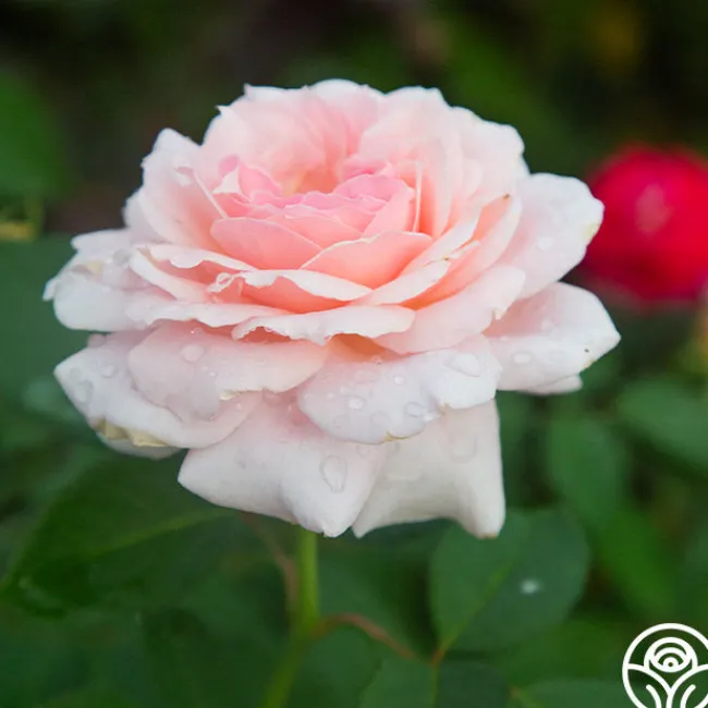 Quietness>Heirloom Roses Discount