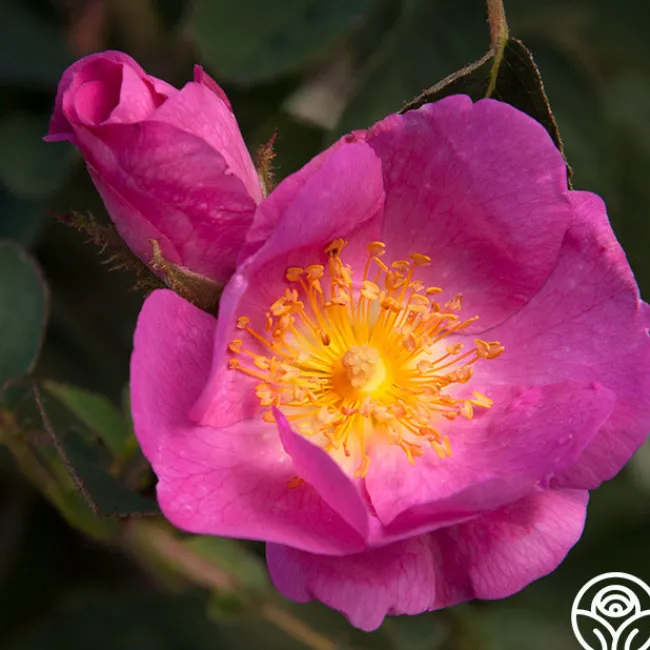 R Centifolia AndrewsII>Heirloom Roses Sale