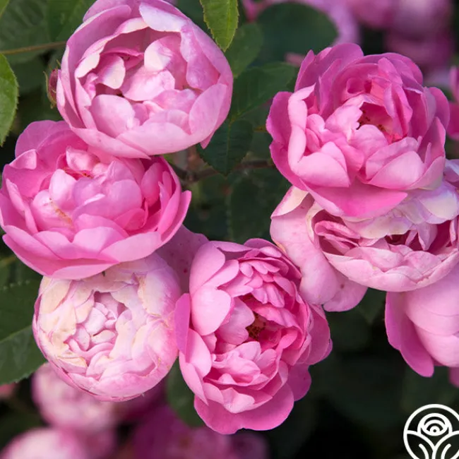 R Centifolia AndrewsII>Heirloom Roses Sale