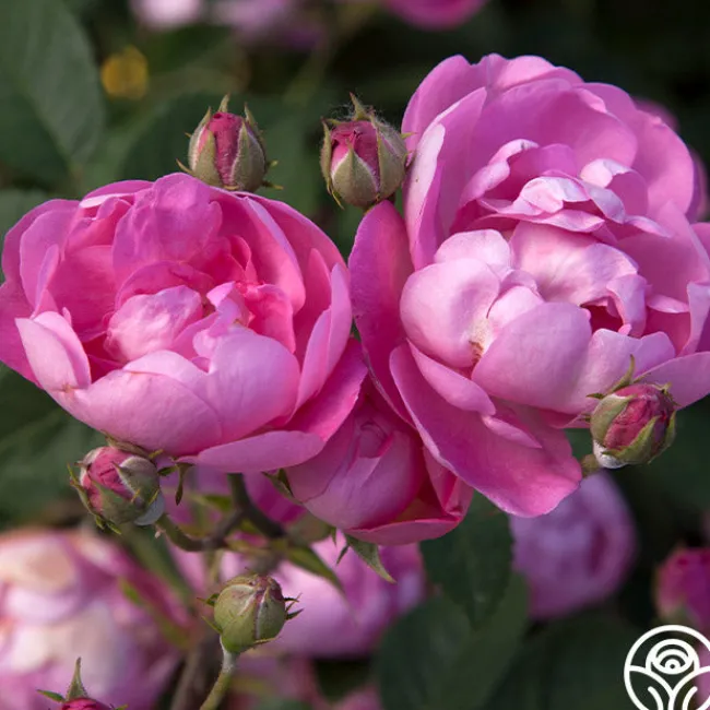 R Centifolia AndrewsII>Heirloom Roses Sale