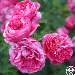 Raspberry Cream Twirl™>Heirloom Roses Sale