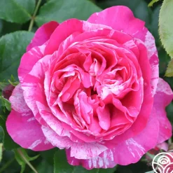 Raspberry Cream Twirl™><noscript><img width=