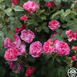 Raspberry Cream Twirl™><noscript><img width=