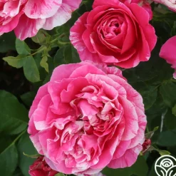 Raspberry Cream Twirl™><noscript><img width=