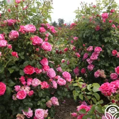Raspberry Cream Twirl™><noscript><img width=