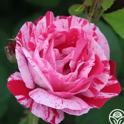 Raspberry Cream Twirl™><noscript><img width=
