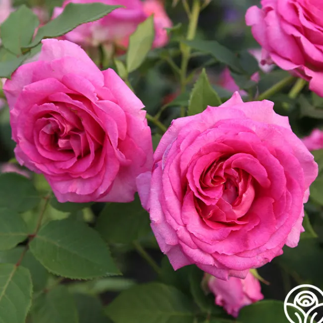 Raspberry Cupcake™>Heirloom Roses Discount