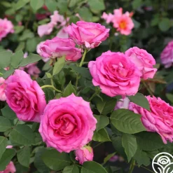 Raspberry Cupcake™>Heirloom Roses Discount