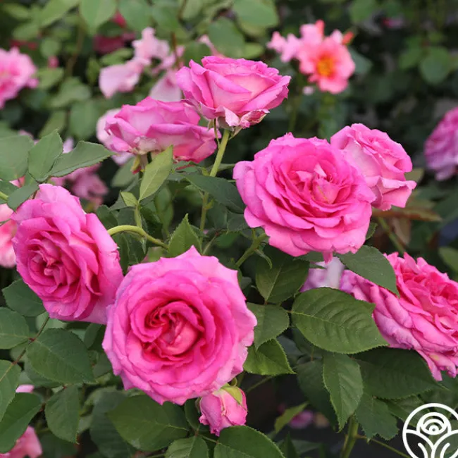 Raspberry Cupcake™>Heirloom Roses Discount