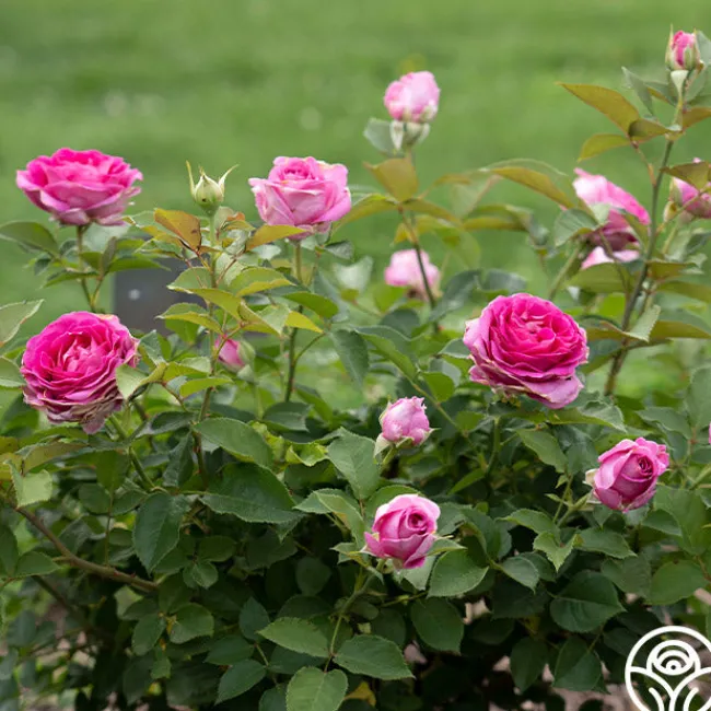 Raspberry Cupcake™>Heirloom Roses Discount