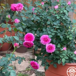 Raspberry Cupcake™><noscript><img width=