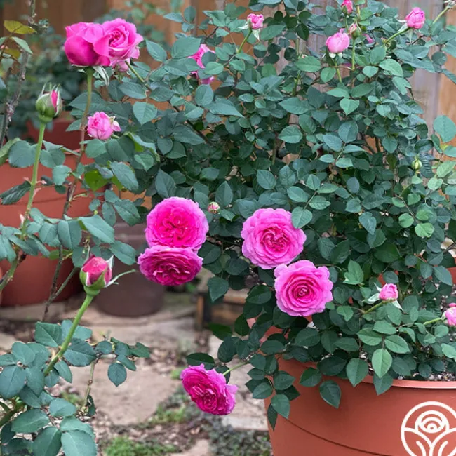 Raspberry Cupcake™>Heirloom Roses Discount