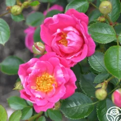 Raspberry Ruffles™>Heirloom Roses Outlet