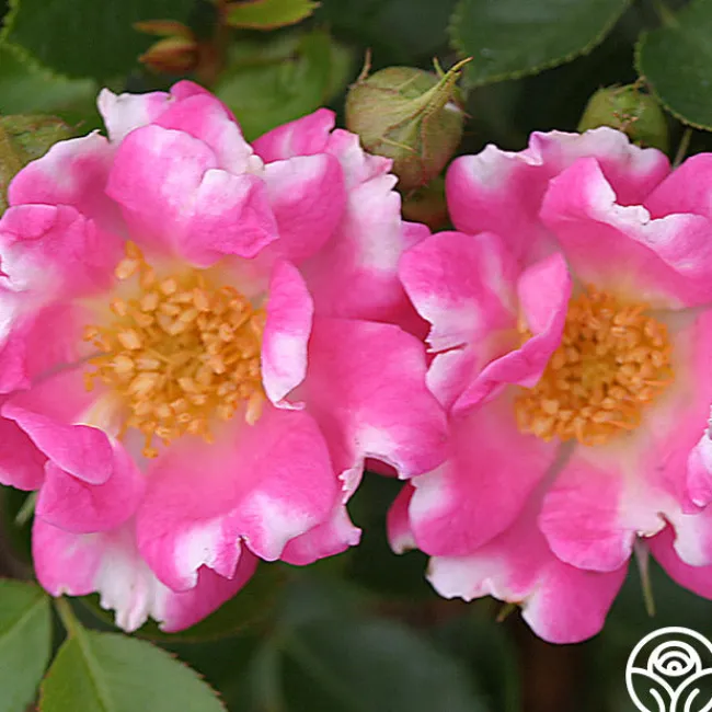 Raspberry Ruffles™>Heirloom Roses Outlet