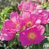 Raspberry Rugostar®>Heirloom Roses Sale