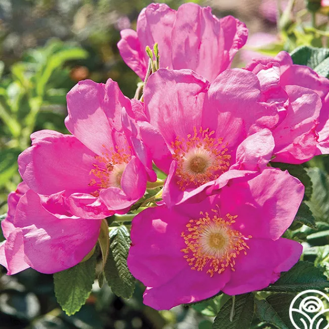 Raspberry Rugostar®>Heirloom Roses Sale