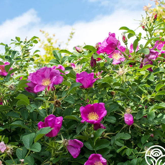 Raspberry Rugostar®>Heirloom Roses Sale