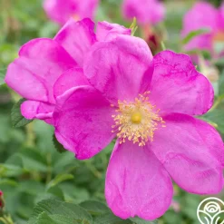 Raspberry Rugostar®><noscript><img width=