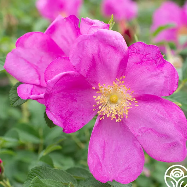 Raspberry Rugostar®>Heirloom Roses Sale