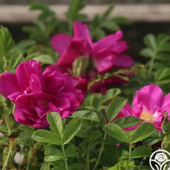 Raspberry Rugostar®><noscript><img width=