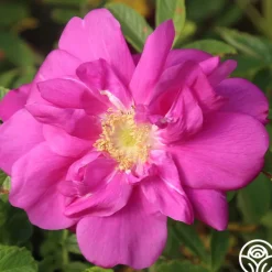 Raspberry Rugostar®><noscript><img width=