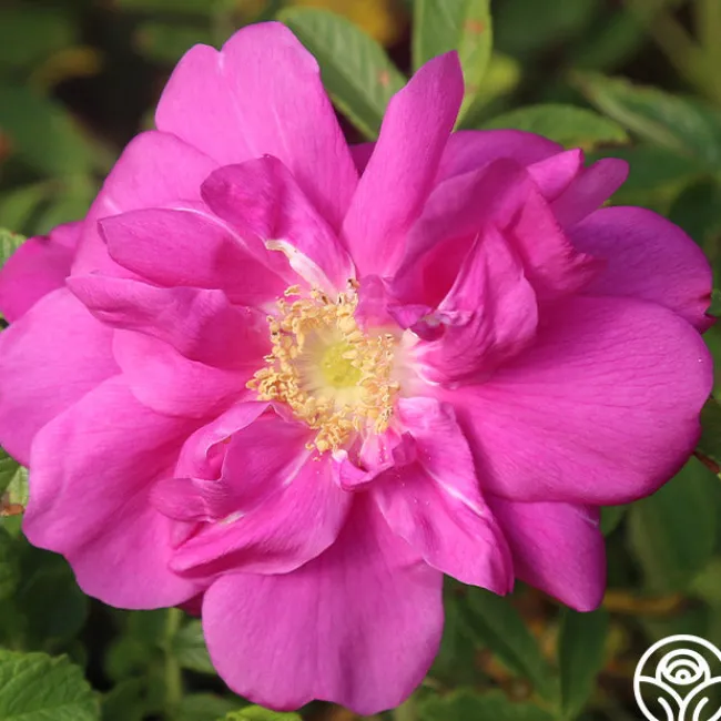 Raspberry Rugostar®>Heirloom Roses Sale