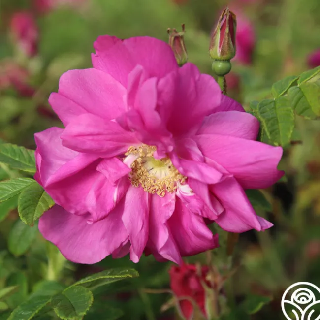 Raspberry Rugostar®>Heirloom Roses Sale