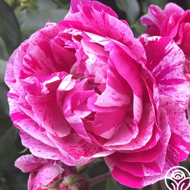 Raspberry Stripe>Heirloom Roses Hot