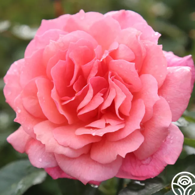Reach for the Skies>Heirloom Roses Outlet