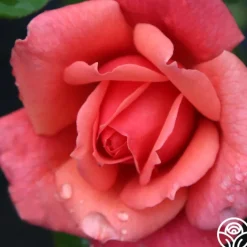 Reach for the Skies>Heirloom Roses Outlet