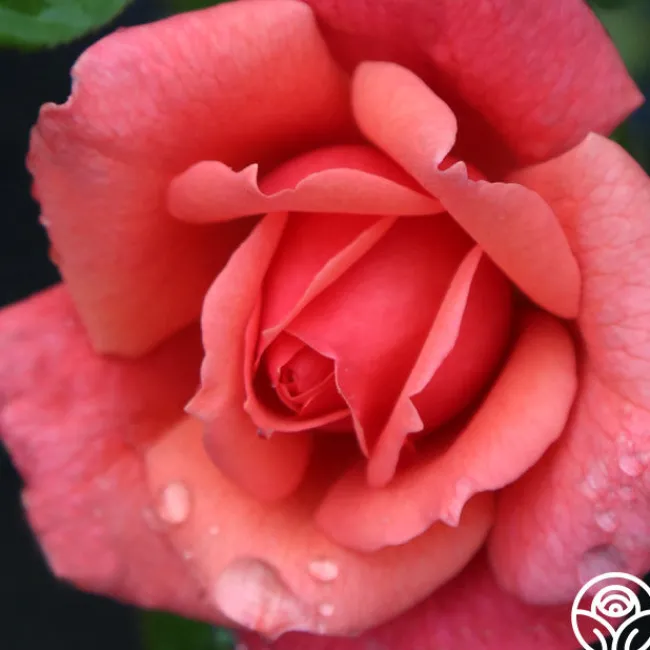 Reach for the Skies>Heirloom Roses Outlet