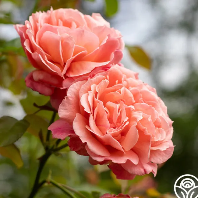 Reach for the Skies>Heirloom Roses Outlet