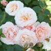 Rebecca Louise™>Heirloom Roses Online