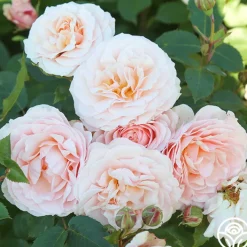 Rebecca Louise™>Heirloom Roses Online