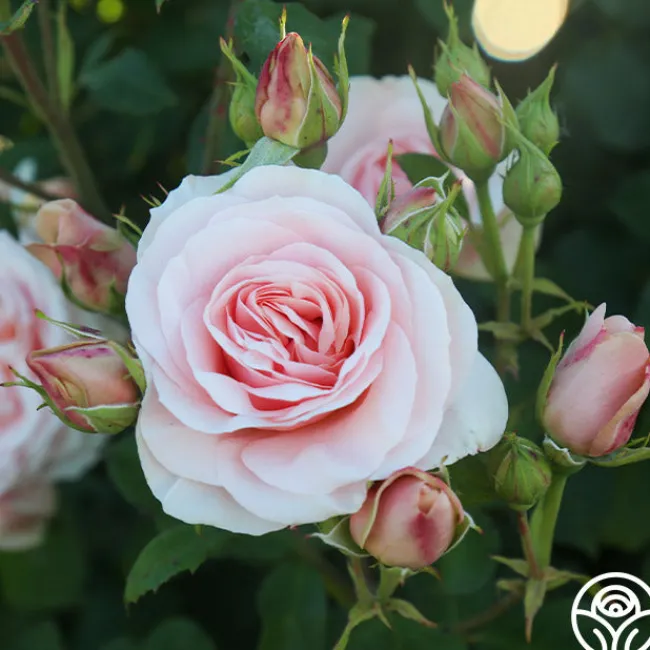 Rebecca Louise™>Heirloom Roses Online