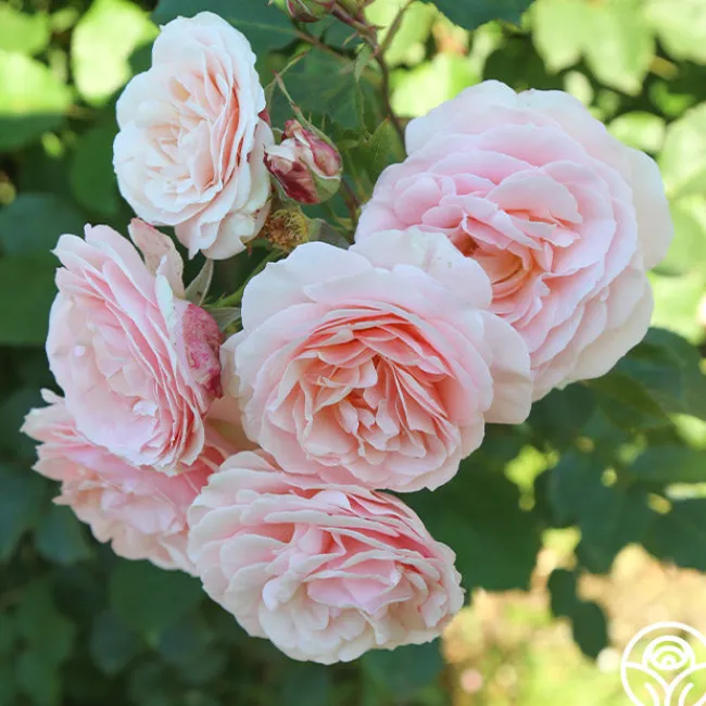 Rebecca Louise™>Heirloom Roses Online