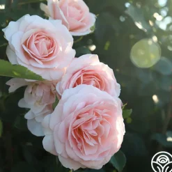 Rebecca Louise™><noscript><img width=