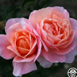 Reconciliation™>Heirloom Roses Hot