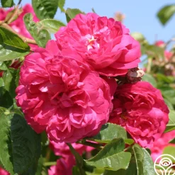 Red Blush>Heirloom Roses