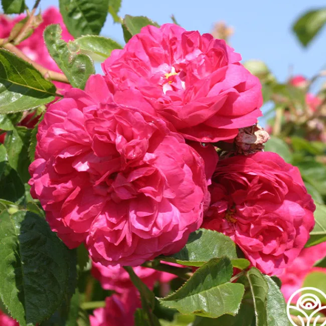 Red Blush>Heirloom Roses