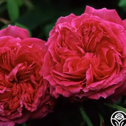 Red Blush>Heirloom Roses