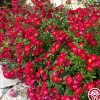 Red Drift®>Heirloom Roses Discount