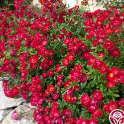 Red Drift®>Heirloom Roses Discount