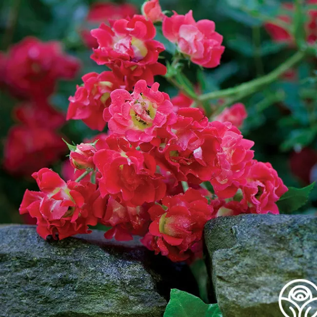 Red Drift®>Heirloom Roses Discount