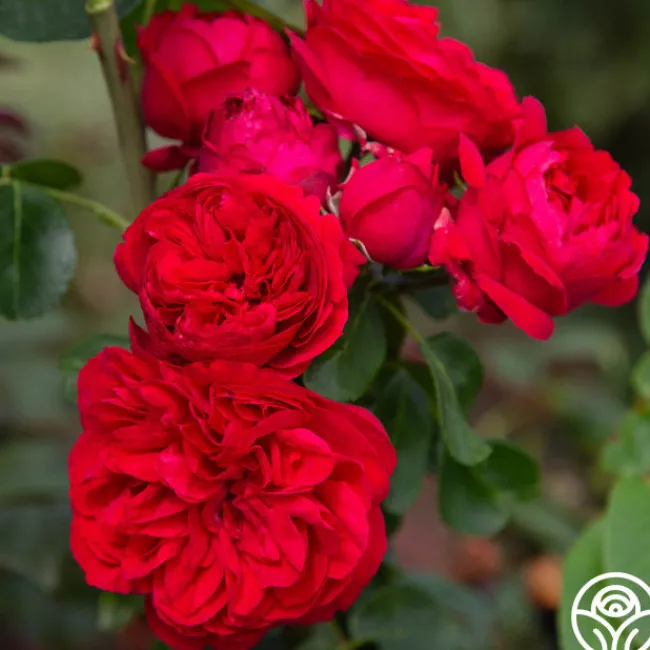 Red Eden®>Heirloom Roses Best